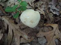 Rhodocollybia maculata image