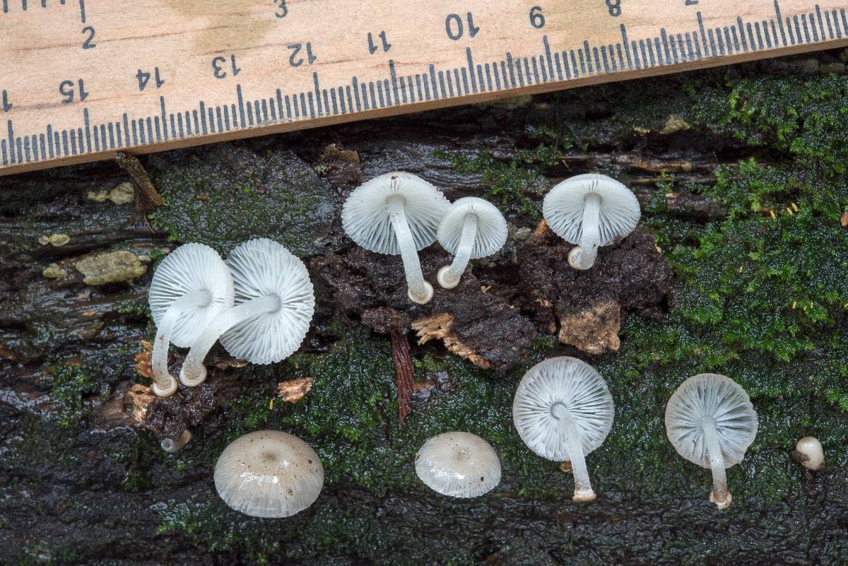 Mycena margarita image