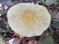 Amanita flavorubens image