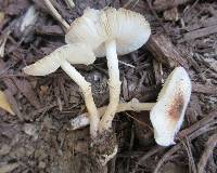 Lepiota cristata image