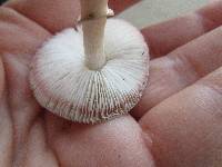 Lepiota cristata image