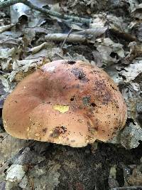 Boletus subluridellus image