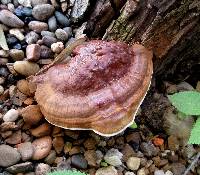 Ganoderma sessile image