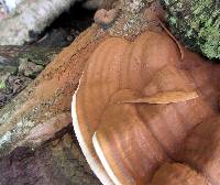 Ganoderma sessile image