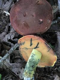 Boletus subluridellus image