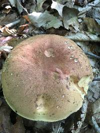 Boletus subluridellus image