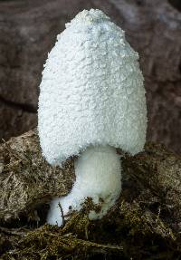 Coprinopsis nivea image