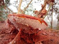 Ganoderma resinaceum image