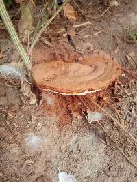 Ganoderma resinaceum image