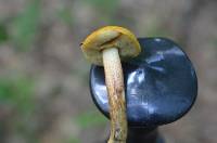 Leccinum longicurvipes image