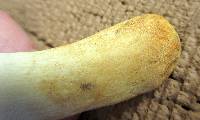 Russula pulverulenta image