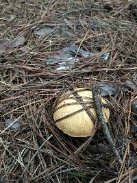 Suillus hirtellus image