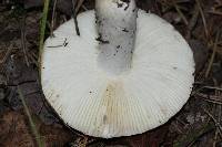 Russula modesta image