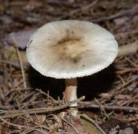 Amanita brunnescens image