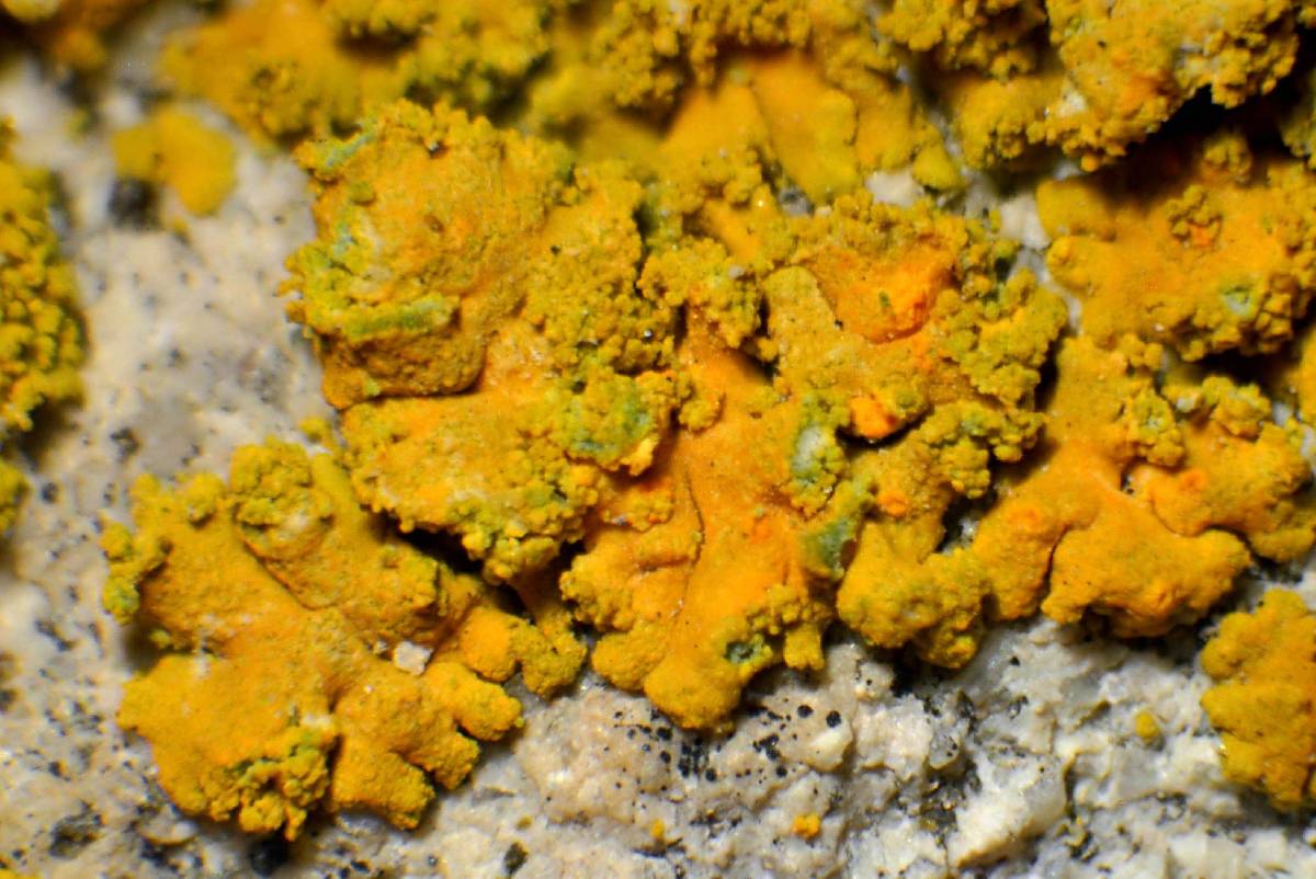 Caloplaca stellata image