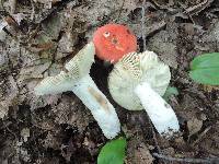 Russula rubescens image