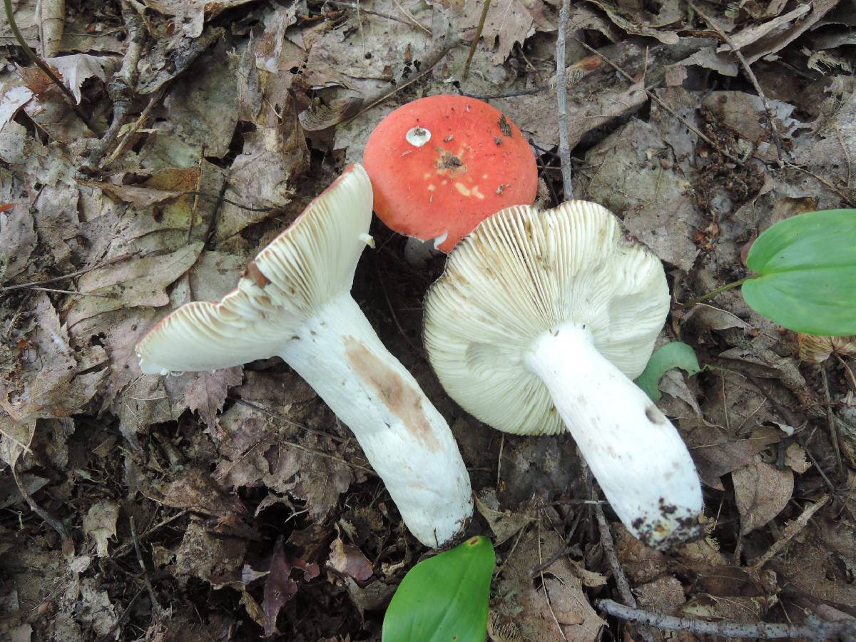 Russula rubescens image