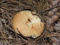 Russula compacta image