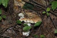 Russula compacta image