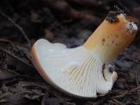 Lactifluus hygrophoroides image