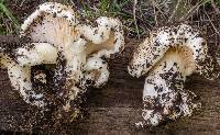 Lactarius controversus image