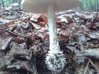 Amanita subcokeri image