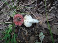 Russula operta image