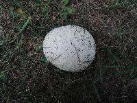 Mycenastrum corium image