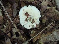 Russula inopina image