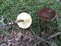 Lactarius lignyotus var. lignyotus image