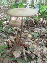 Oudemansiella furfuracea image