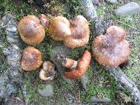 Tricholoma aurantium image