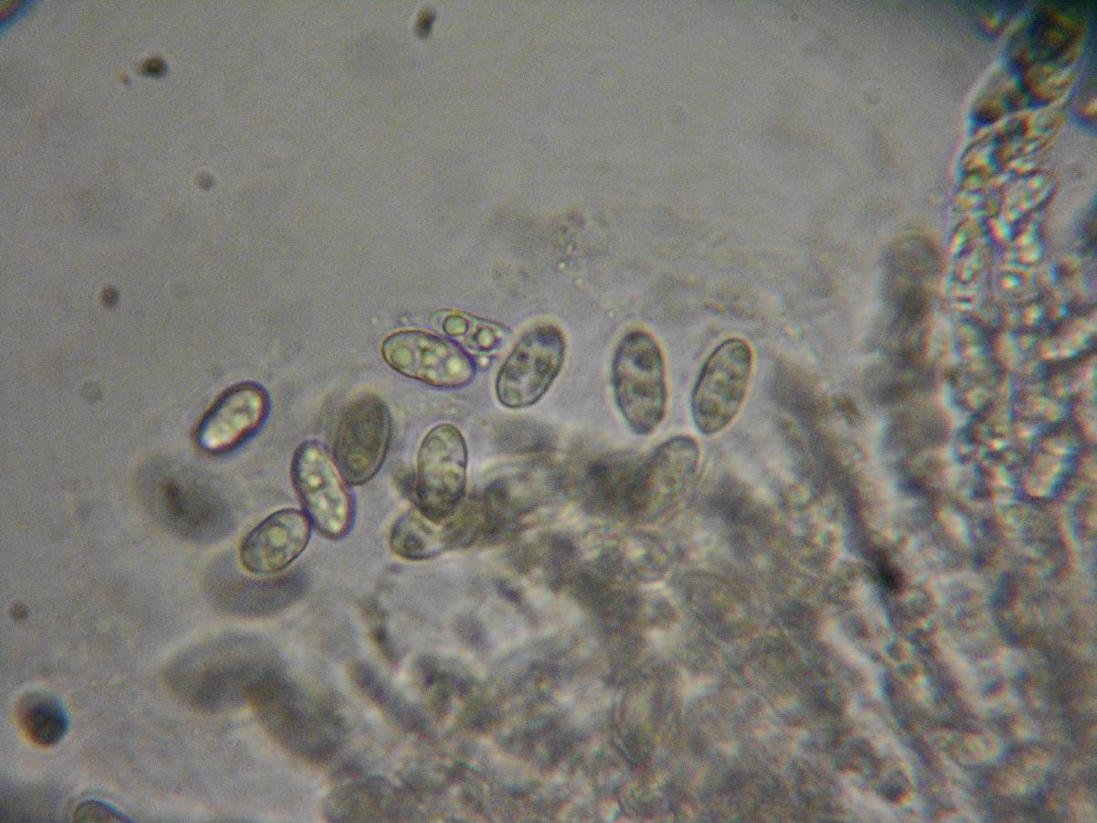 Sphaerostilbella berkeleyana image
