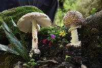 Amanita hallingiana image