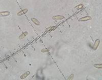 Lanmaoa angustispora image