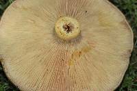 Lactarius helvus image