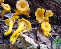 Cantharellus ignicolor image