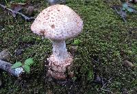 Amanita daucipes image