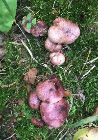 Hygrophorus capreolarius image