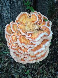 Laetiporus cincinnatus image