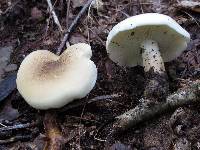 Tricholoma saponaceum image