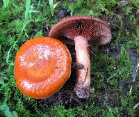 Lactarius peckii image