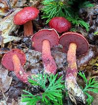 Butyriboletus frostii image