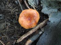 Lactarius tabidus image