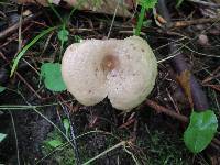 Lactarius cinereus image