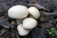 Macrocybe titans image