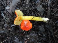 Hygrocybe acutoconica image