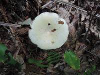 Russula subterfurcata image