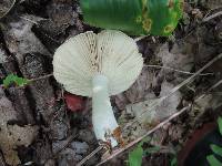 Russula subterfurcata image