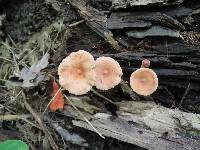 Lactarius tabidus image